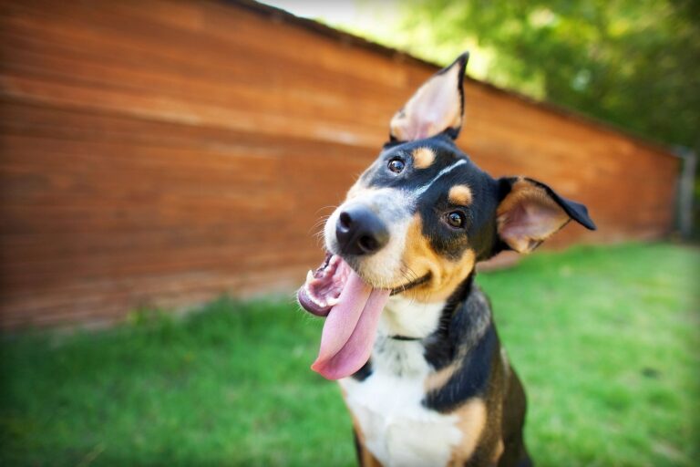 Distribution And Accelerated Underwriting: What Happens When The Dog Catches The Car?