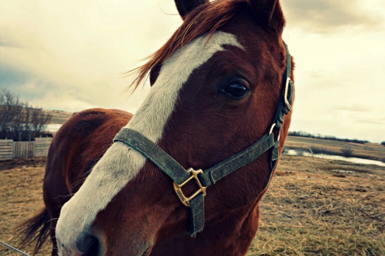 Tying Down A 1,200 Pound Horse With A String